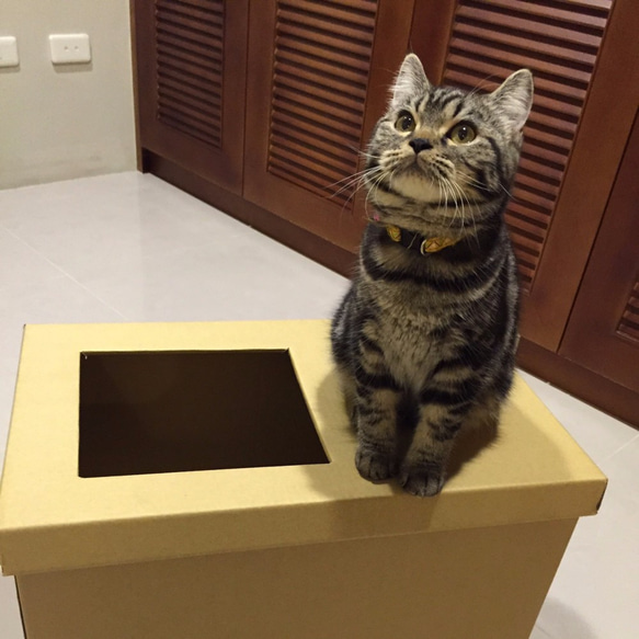 貓貓免洗便便箱 貓砂盆 掰掰 第2張的照片