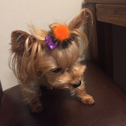 犬用リボン☆ハロウィンパーティー 3枚目の画像