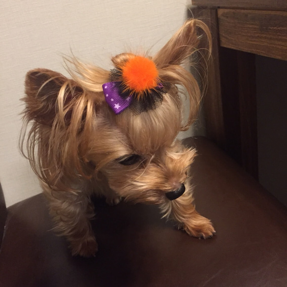 犬用リボン☆ハロウィンパーティー 3枚目の画像