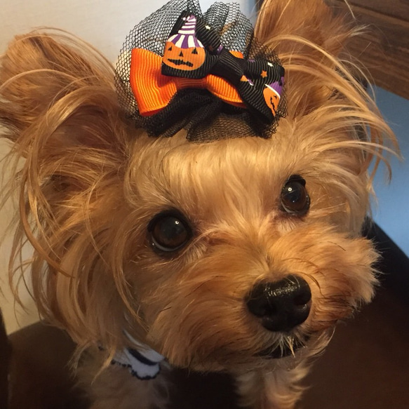 犬用リボン☆ハロウィンリボン 3枚目の画像