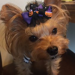 犬用リボン☆ハロウィンリボン 4枚目の画像