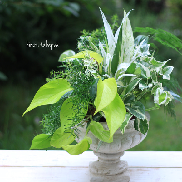 ドライフラワーアンティークグリーンオーダーチップ ドライフラワーアンティークグリーンオーダーチップ