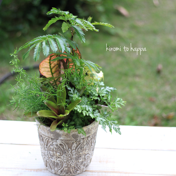 エバーフレッシュの観葉植物ギャザリング寄せ植え テラリウム 木の実と