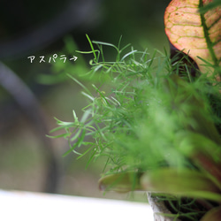 エバーフレッシュの観葉植物ギャザリング寄せ植え 6枚目の画像