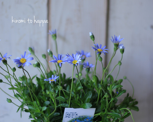 E☘️ブルーデージー苗☘️　❤抜き苗❤　選べるおまけつき　無農薬 E☘️ブルーデージー苗☘️ ❤抜き苗❤ 選べるおまけつき 無農薬 2025