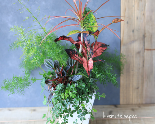 0_55c97575fc3079c2a832e55b92bc