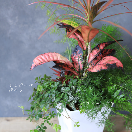 スタイリッシュなベースにクロトンと観葉植物のギャザリング寄せ植え