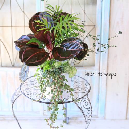 カラテアと観葉植物のギャザリング寄せ植え ハーバリウム・植物標本