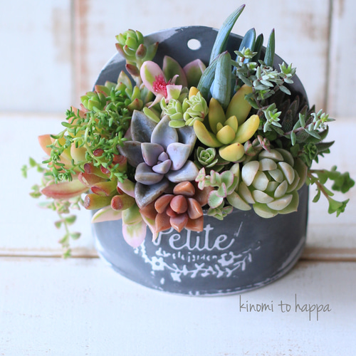 多肉植物寄せ植え♡♡モリモリ寄せ植え♡♡ 多肉をモリモリ寄せ植えするなら、工具箱でジャンク＆男前風に