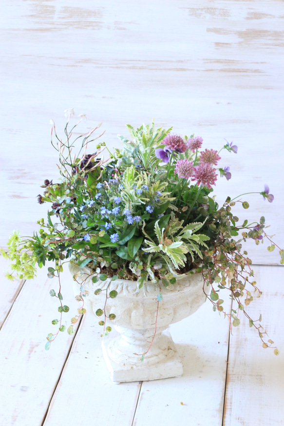 クラシックなベースに春の花の寄せ植えギャザリング テラリウム 木の実