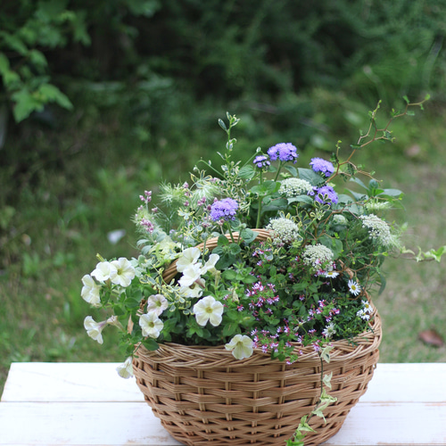 バスケットにたくさんのお花のギャザリング寄せ植え テラリウム