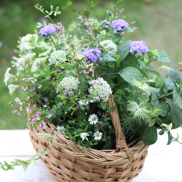 バスケットにたくさんのお花のギャザリング寄せ植え 2枚目の画像