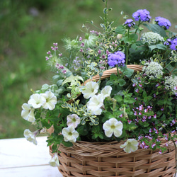 バスケットにたくさんのお花のギャザリング寄せ植え 3枚目の画像