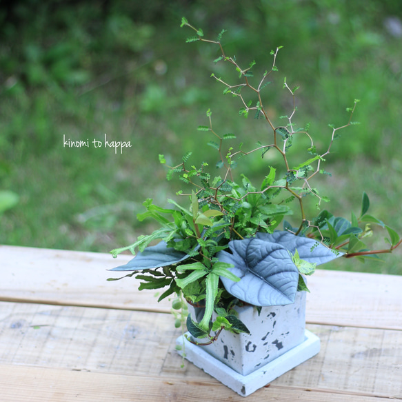 いけばな芸術 全26巻 ② ①②③セット販売です 配送地域限定