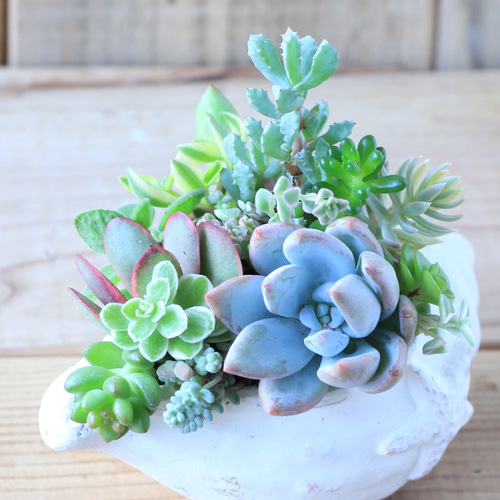 エケベリア 青緑色 多肉植物 エケベリア 青緑色 手のひらサイズ エケベリア】入門：美しい多肉植物