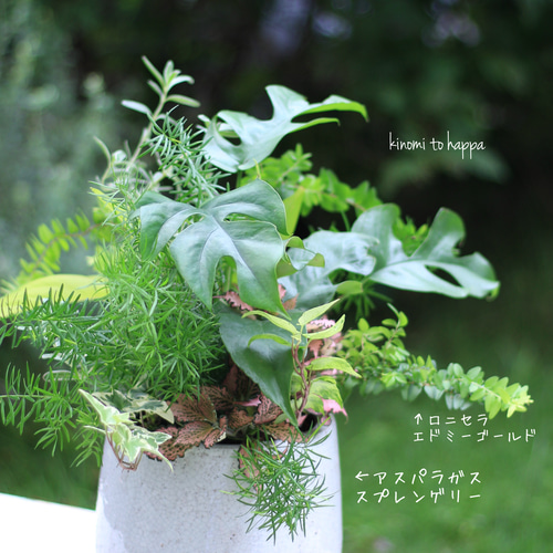 モンステラ・ポトスの観葉植物ギャザリング寄せ植え テラリウム