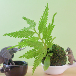 森林系苔球-中 ░ 當季蕨類-片狀風景 ░ 可客製化 療癒小物 第2張的照片