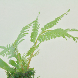 森林系苔球-中 ░ 當季蕨類-片狀風景 ░ 可客製化 療癒小物 第4張的照片