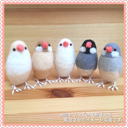 ふっくらクリーム文鳥 4枚目の画像