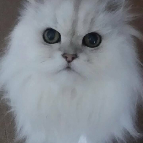 生後２ヶ月♡チンチラシルバー♡子猫ちゃん♡アートドール♡ぬいぐるみ♡ 羊毛フェルト 猫 お座りチンチラシルバー ふわふわ子猫ちゃん