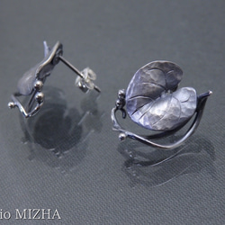 ディコンドラの葉の耳飾り(銀のピアス) 4枚目の画像