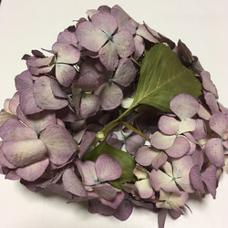 まるごと！紫陽花のドライフラワー 2枚目の画像