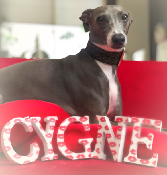 CYGNE 中型犬 首輪  犬 MSサイズ  ペット icegrye 7枚目の画像