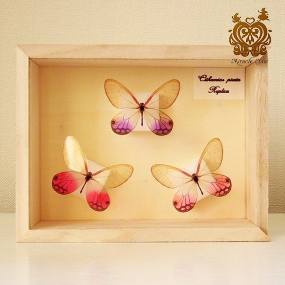 （再販）蝶のレプリカ標本 （スカシジャノメモチーフ） 2枚目の画像