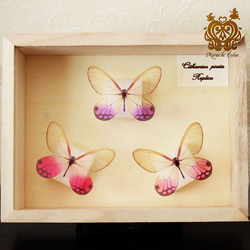 （再販）蝶のレプリカ標本 （スカシジャノメモチーフ） 4枚目の画像
