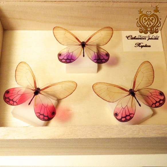 （再販）蝶のレプリカ標本 （スカシジャノメモチーフ） 5枚目の画像