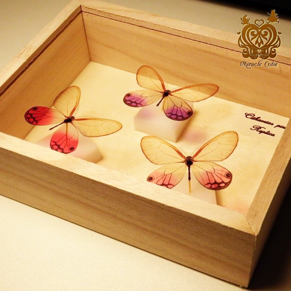 （再販）蝶のレプリカ標本 （スカシジャノメモチーフ） 6枚目の画像