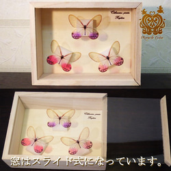 （再販）蝶のレプリカ標本 （スカシジャノメモチーフ） 7枚目の画像