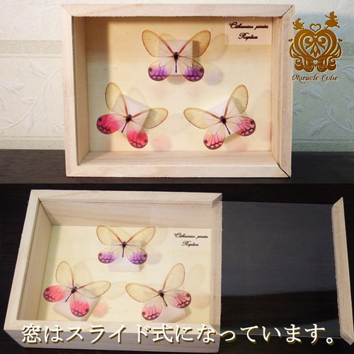 再販）蝶のレプリカ標本 （スカシジャノメモチーフ） 立体・オブジェ