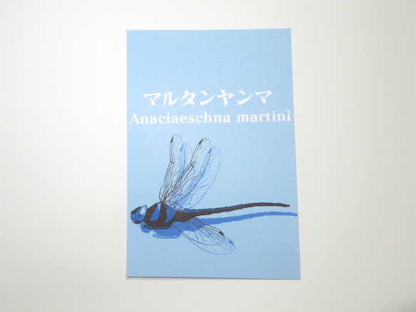 昆虫たちのカラーポストカード<ブルー> 3枚目の画像