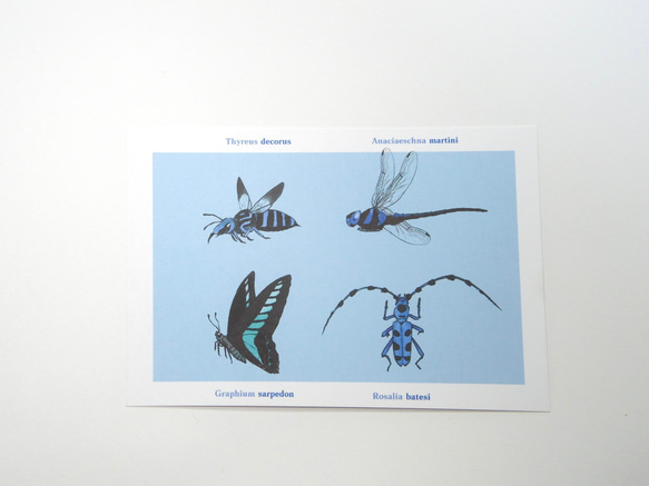 昆虫たちのカラーポストカード<ブルー> 6枚目の画像