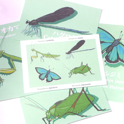 昆虫カラーポストカード<グリーン> 1枚目の画像