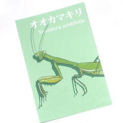 昆虫カラーポストカード<グリーン> 2枚目の画像