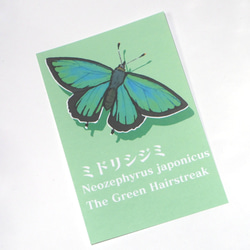 昆虫カラーポストカード<グリーン> 3枚目の画像