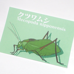 昆虫カラーポストカード<グリーン> 4枚目の画像