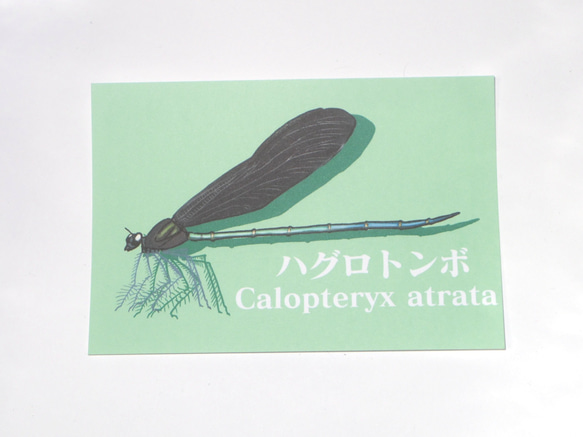 昆虫カラーポストカード<グリーン> 5枚目の画像