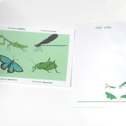 昆虫カラーポストカード<グリーン> 6枚目の画像