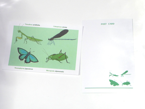 昆虫カラーポストカード<グリーン> 6枚目の画像