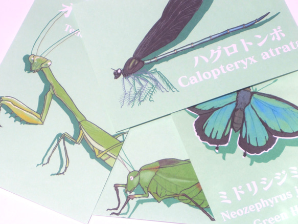 昆虫カラーポストカード<グリーン> 7枚目の画像