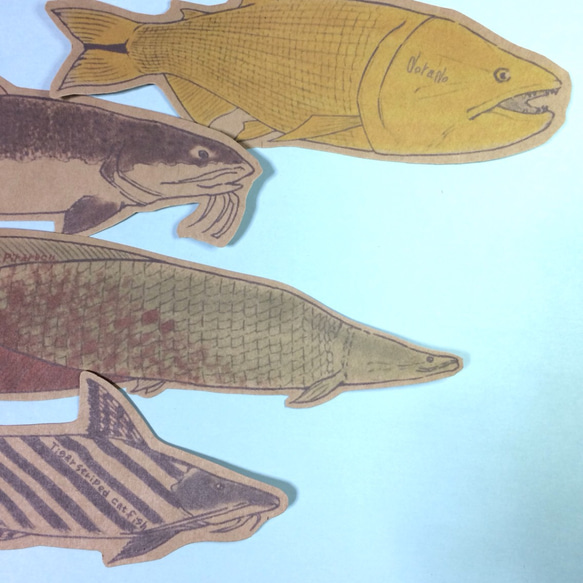 魚のメッセージカード<大河の怪魚> 2枚目の画像