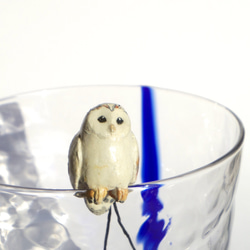 コップが止まり木<ミナミメンフクロウ> 1枚目の画像