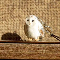 コップが止まり木<ミナミメンフクロウ> 4枚目の画像