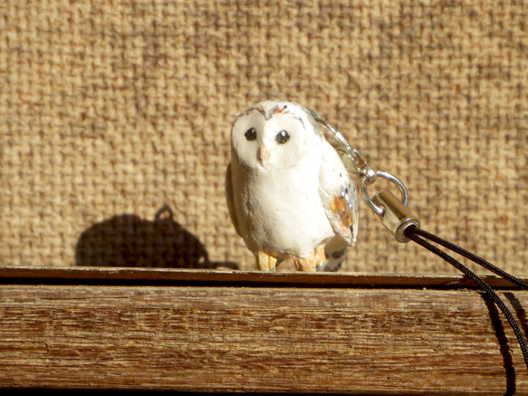 コップが止まり木<ミナミメンフクロウ> 4枚目の画像