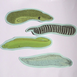 魚のメッセージカード<海の王者ウツボ> 5枚目の画像