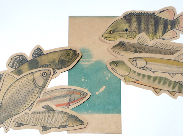 魚のメッセージカード<淡水の魚> 1枚目の画像