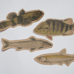 魚のメッセージカード<淡水の魚> 5枚目の画像
